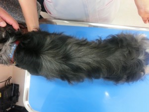 チャチャ最終(1) (800x600)